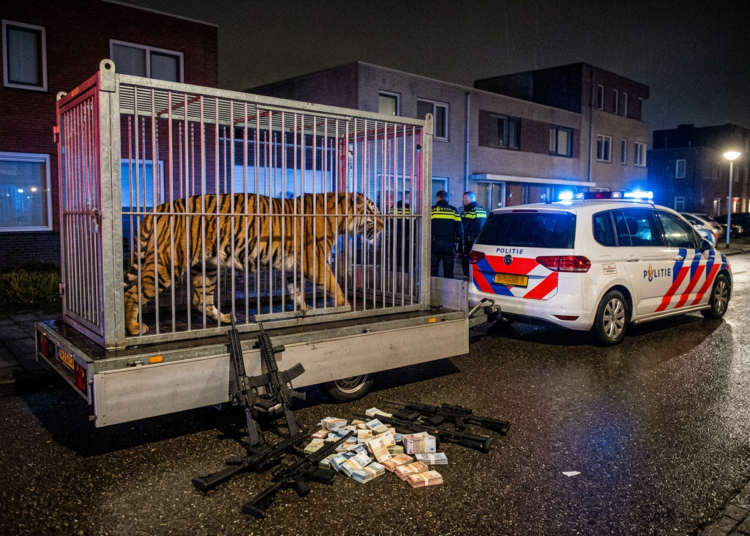 Opmerkelijke vondst in Mexico: Zeven tijgers aangetroffen bij arrestatie kartelbaas